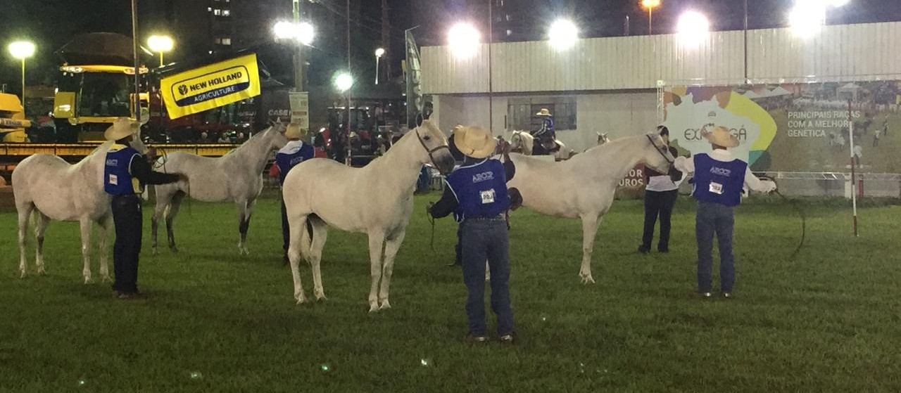 Cavalo Pantaneiro participa da Expoingá pela primeira vez 