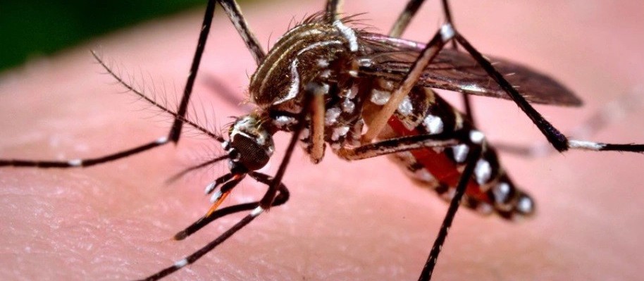Campo Mourão está em risco alto para casos de dengue