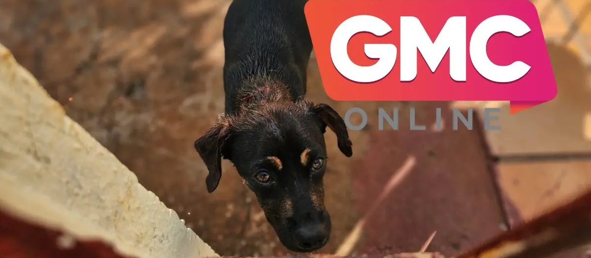 Idosa morre no hospital após ser atacada por cachorro