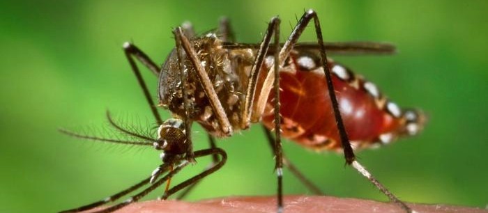 15ª Regional de Saúde concentra quase 50% dos casos autóctones de dengue