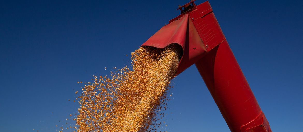Chuva favorece desenvolvimento do milho no sul do Brasil