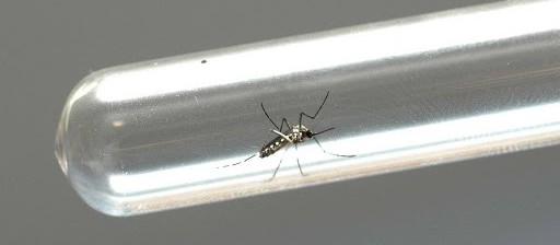 Sobe para 16 o número de casos de dengue em Maringá