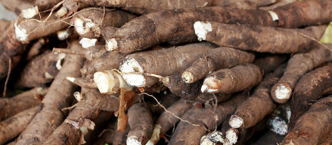 Ritmo da colheita de raízes de mandioca tem aumentado