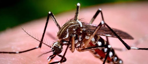 Maringá está com 10 confirmações de dengue