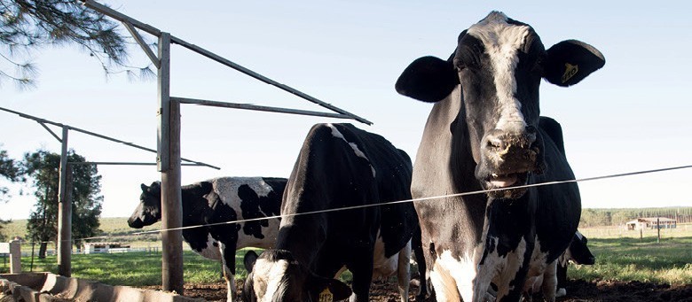 Vaca gorda custa R$ 240 a arroba em Paranavaí