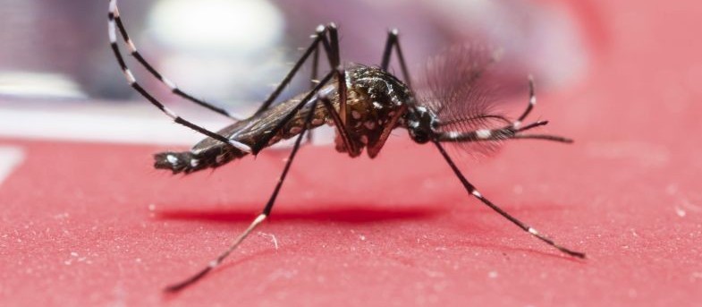 Saúde confirma 2º caso de chikungunya em Maringá
