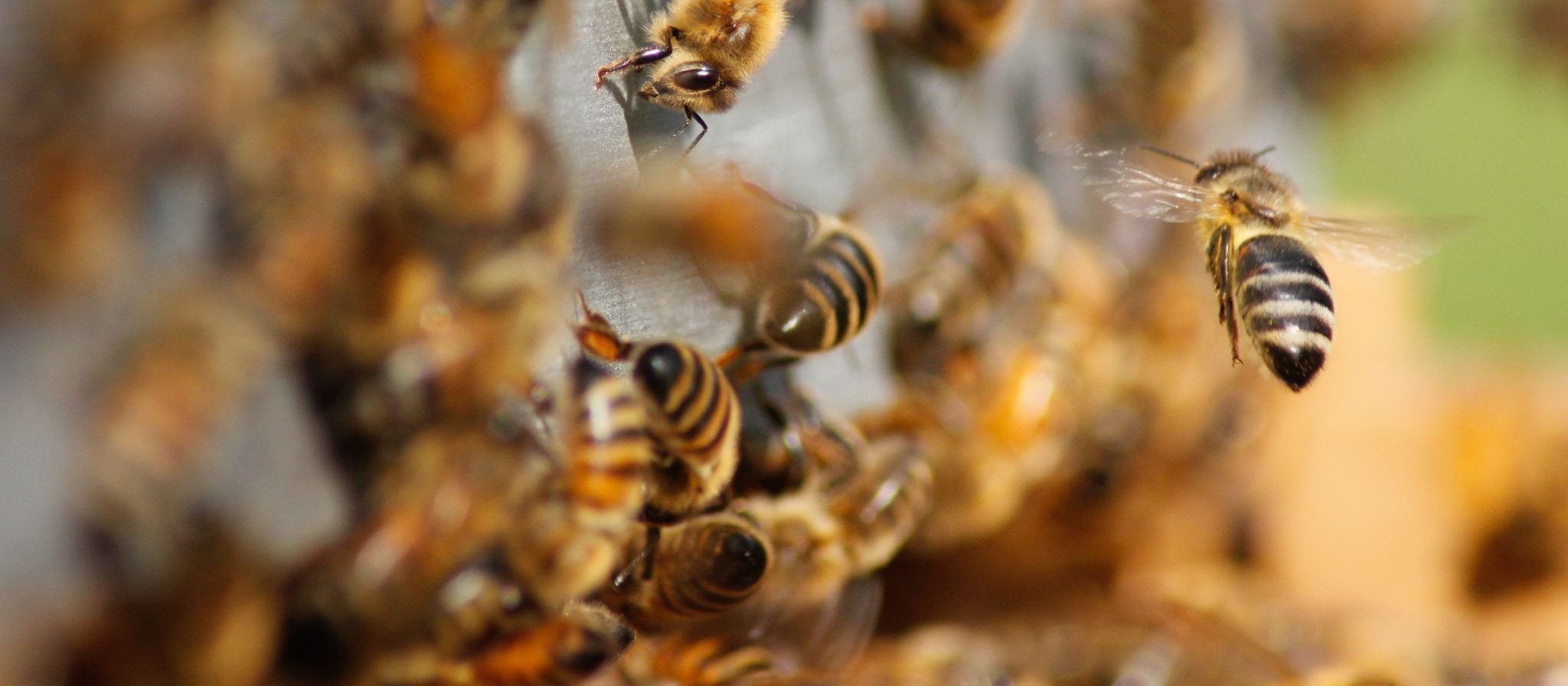 Aplicação irregular de agrotóxico está matando abelhas e bichos da seda