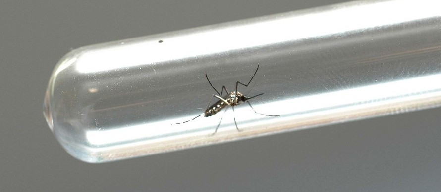 Maringá está com 27 casos de dengue