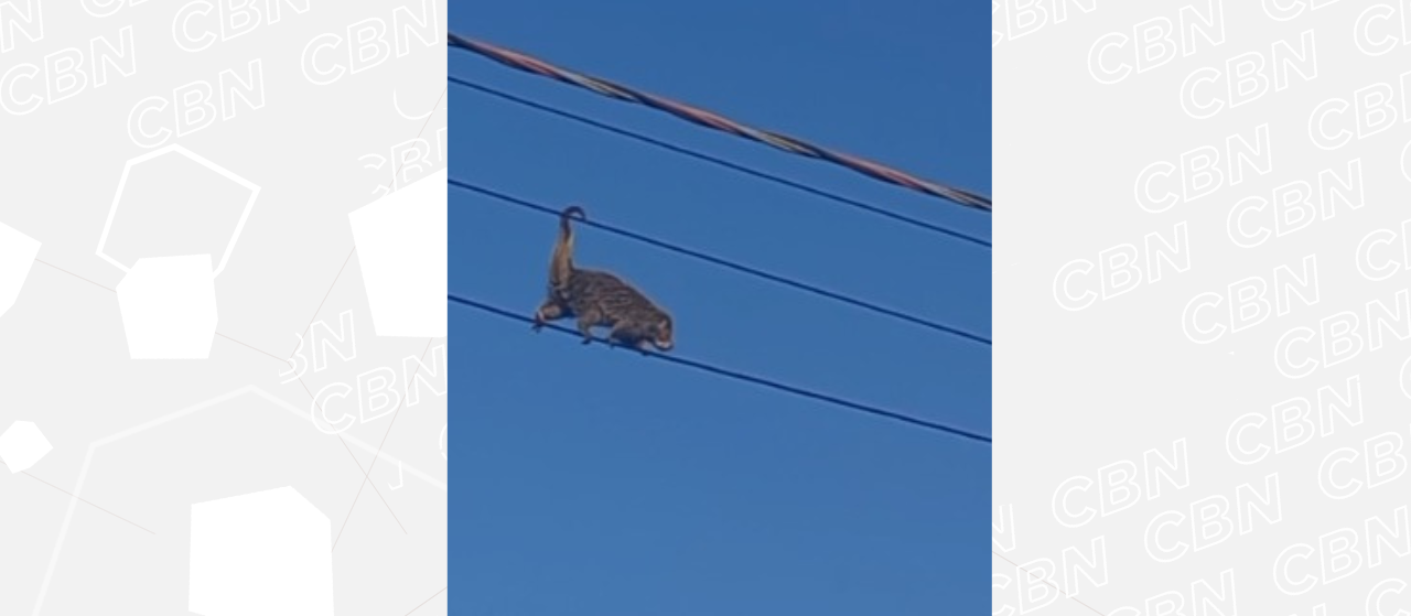 Imagem de animal silvestre caminhando sobre fiação ganha as redes sociais: “equilíbrio é tudo”