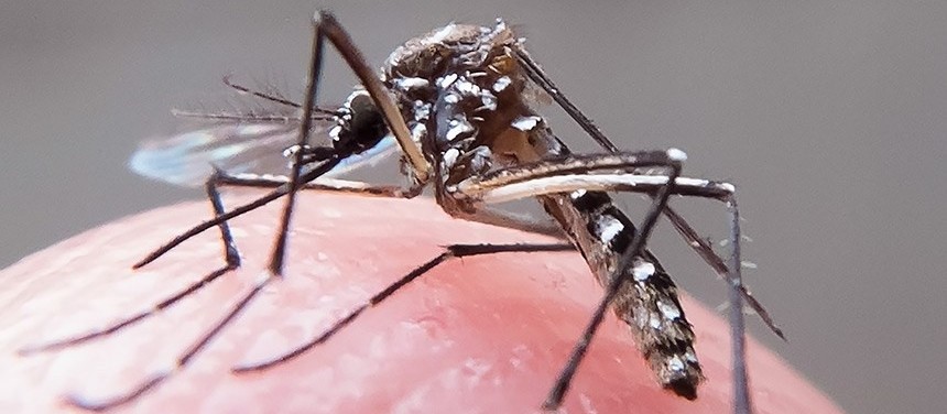 Maringá registra dez casos de dengue em uma semana, aponta Sesa