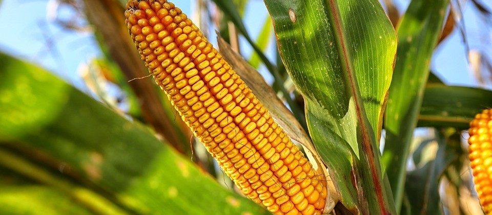 Preço do milho deve aumentar ainda mais, segundo analistas