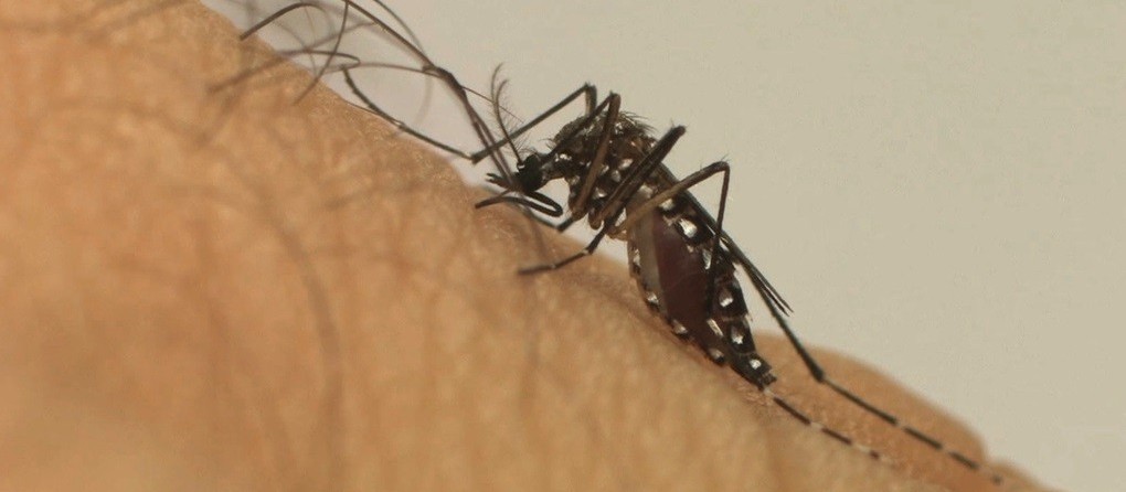 Maringá chega a dez mortes em razão da dengue
