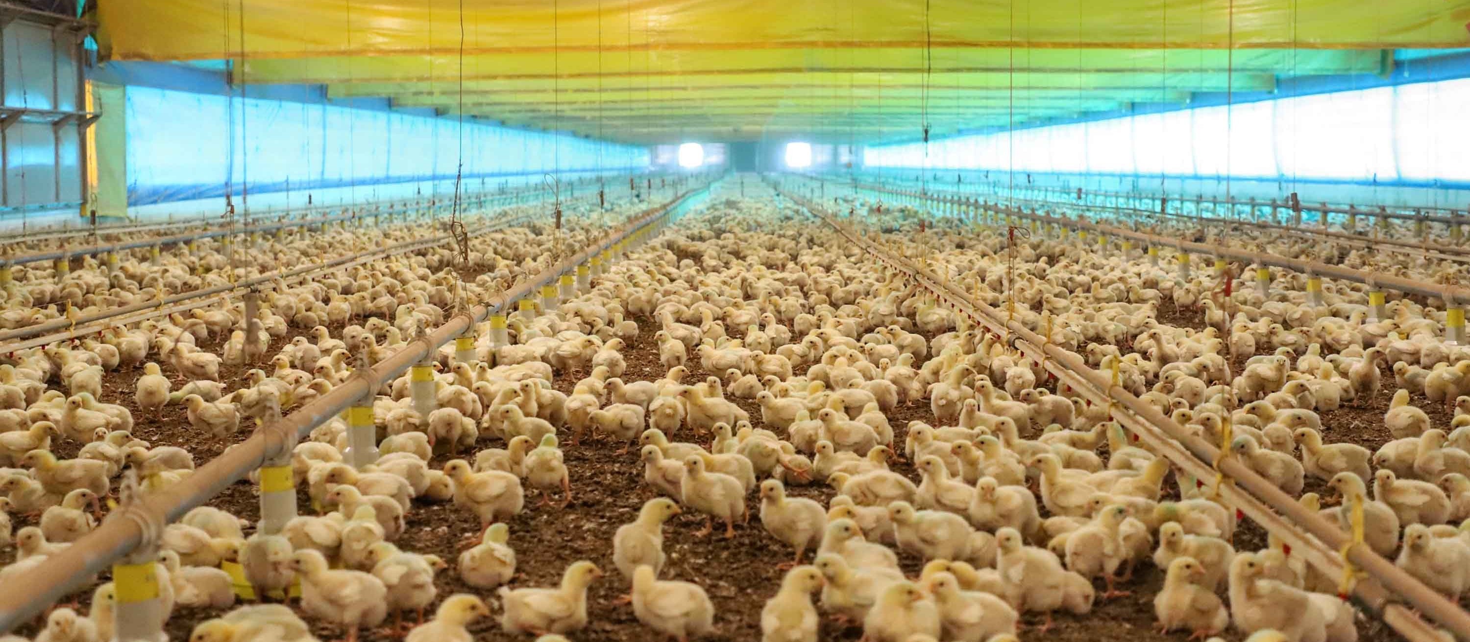 Brasil reforça medidas de prevenção da influenza aviária
