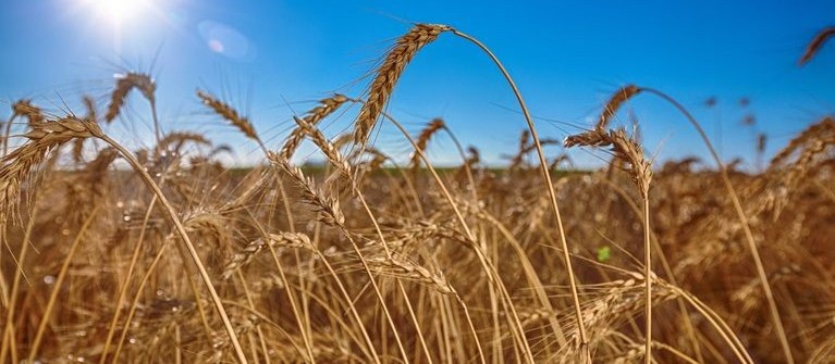 Paraná: preço médio da tonelada do trigo no 1° semestre é de R$ 881,47 
