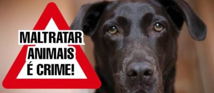 Lei contra maus-tratos de animais soma R$ 207 mil em multas