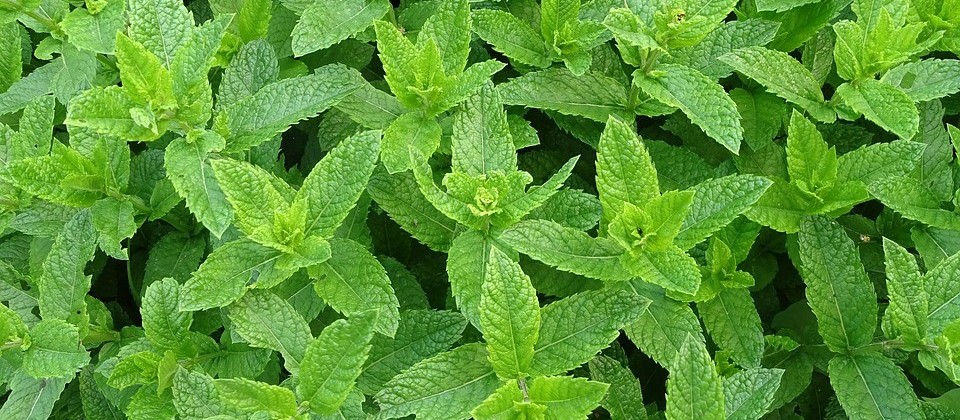 Maringá: a terra da hortelã? 