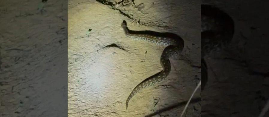 Cobra de 1 metro é capturada dentro de quarto de casa