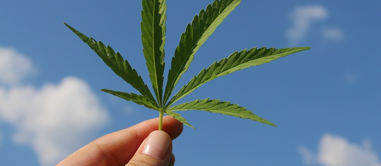 Cannabis medicinal pode auxiliar no tratamento de sequelas da Covid-19