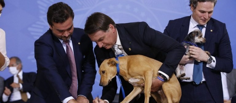 Presidente sanciona lei que pune com prisão maus-tratos a cães e gatos