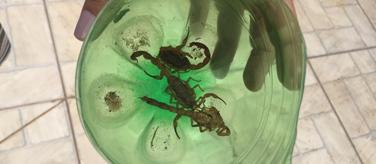Moradores encontram mais de 20 escorpiões numa única rua no jardim Colina Verde em Maringá