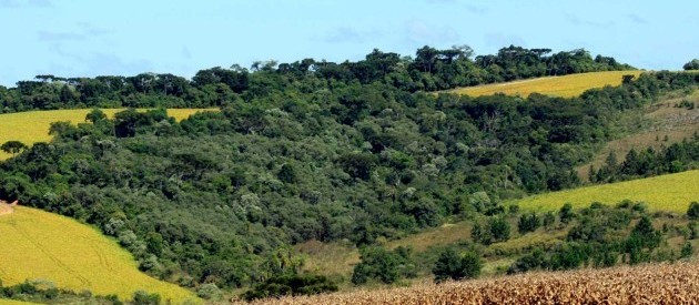 Preservação ambiental em propriedades rurais custa R$ 20 bi ao ano
