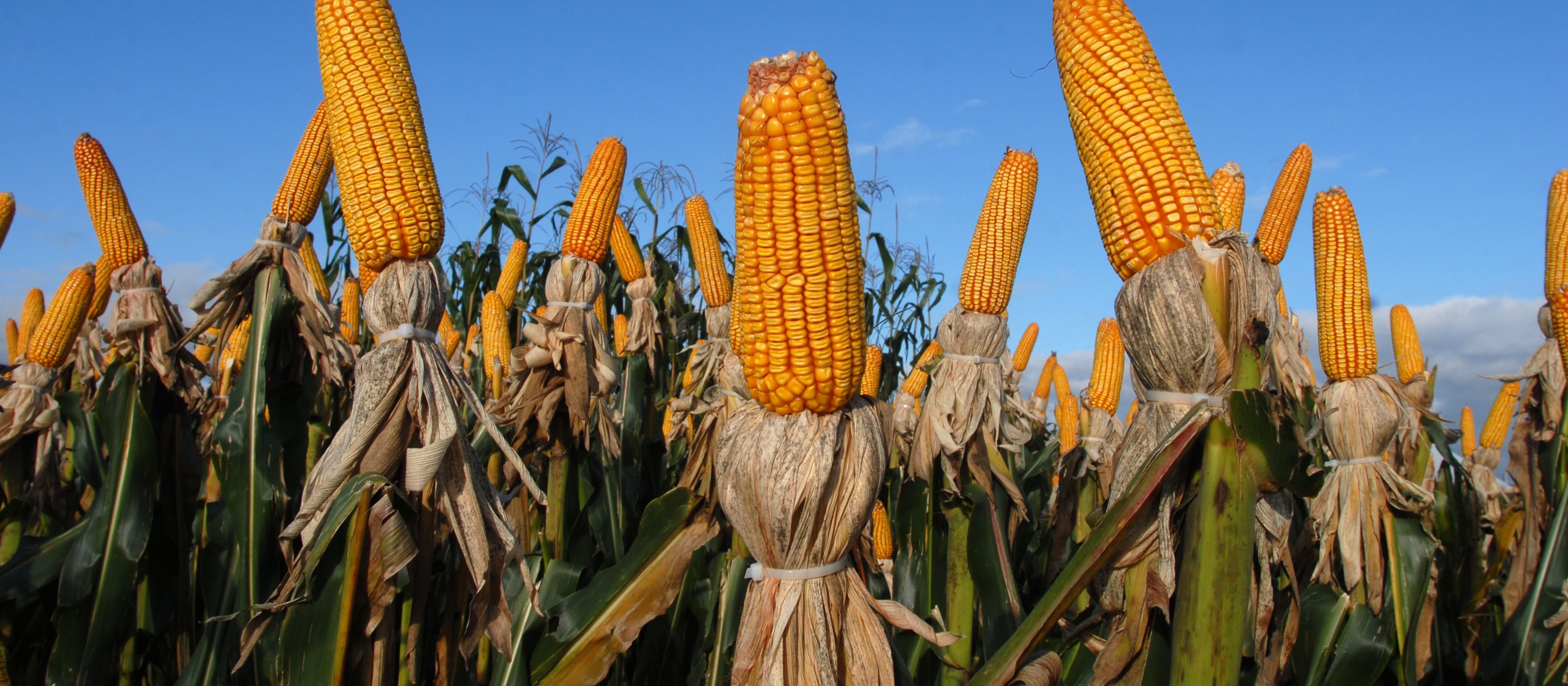 Segunda safra de milho é estimada em 66,2 mi de toneladas