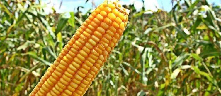 Sobem os preços das cotações do milho no mercado interno 