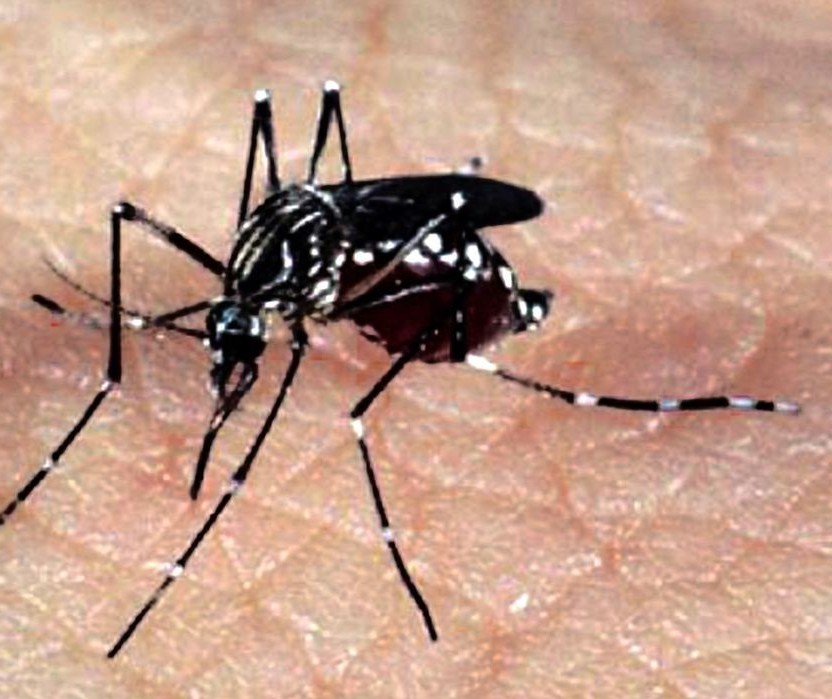 Índice de infestação do mosquito da dengue está em 0,6%