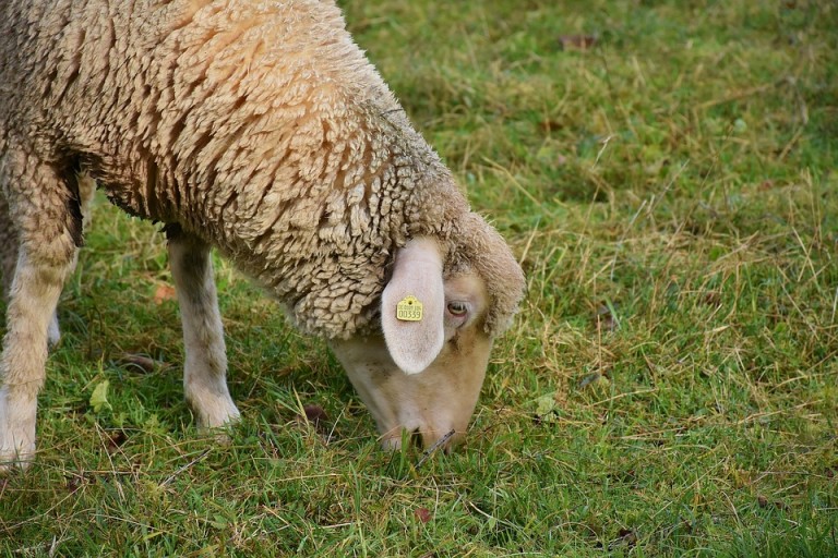 No Paraná, procura por carne de ovinos aumenta