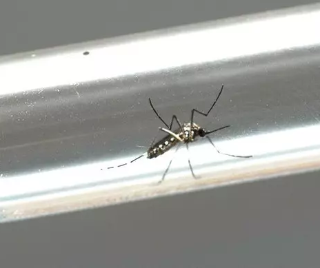 Maringá registra 72 novos casos de dengue em uma semana