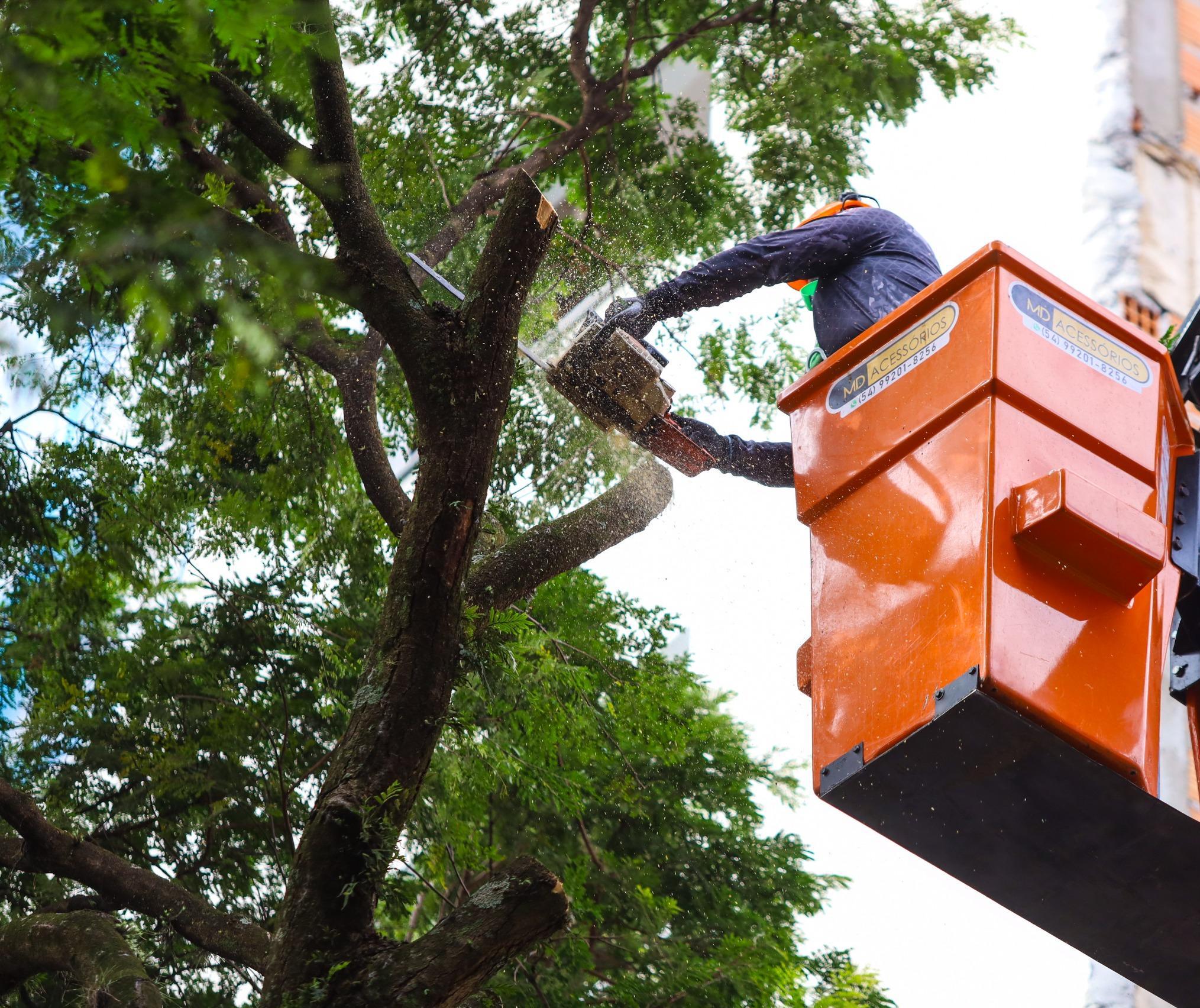 Selurb abre credenciamento para prestação de serviços de arborização