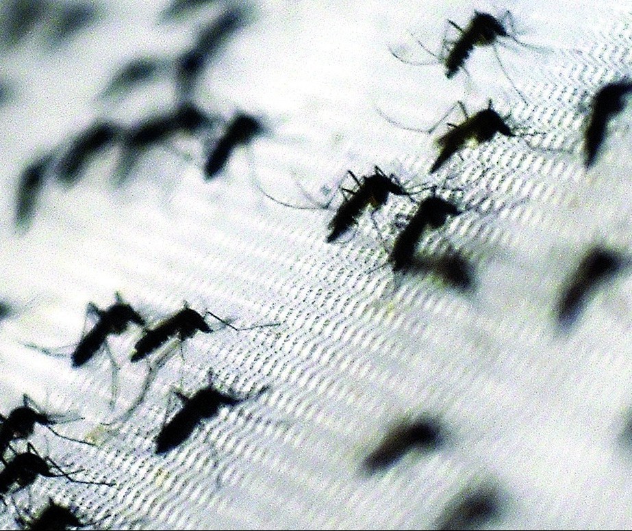 Paraná receberá novo inseticida para combater a dengue