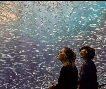Museu mostra vida oceânica em 3D