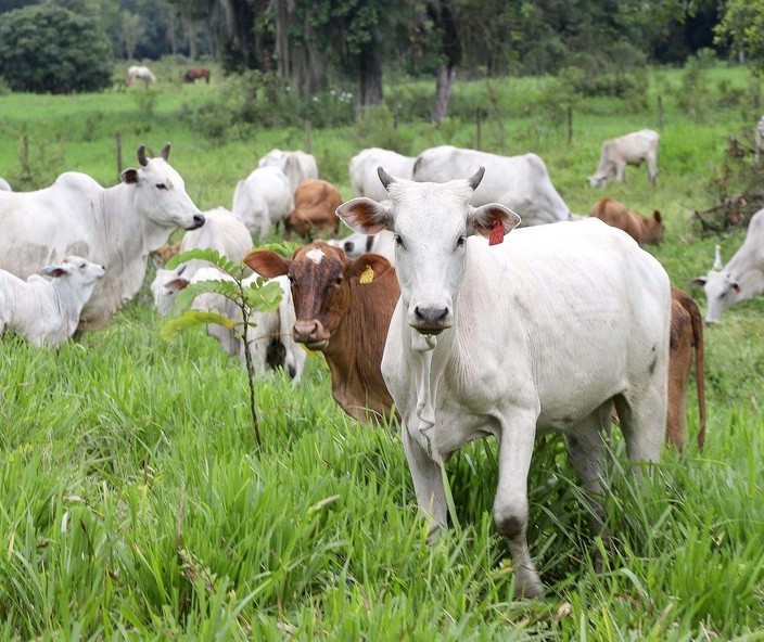 Casos de vaca louca no Brasil não oferecem riscos, diz OIE