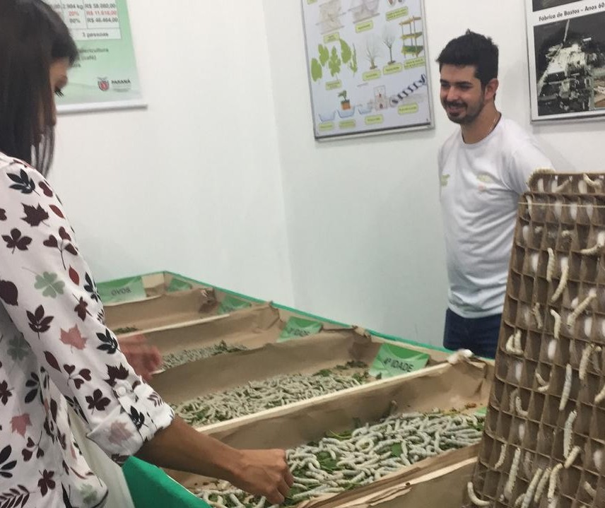 Visitantes da Expoingá podem conhecer todas os ciclos de vida do bicho-da-seda