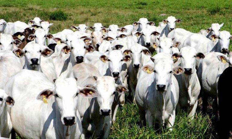 Contra escassez de animais, Brasil avalia importação de gado em pé do Paraguai