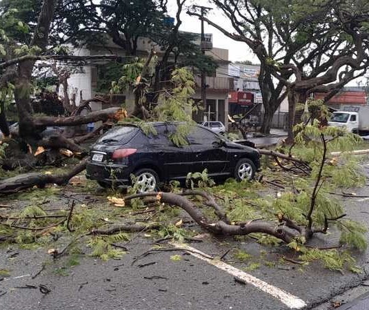 Câmera flagra momento em que árvore cai em cima de carro em Maringá