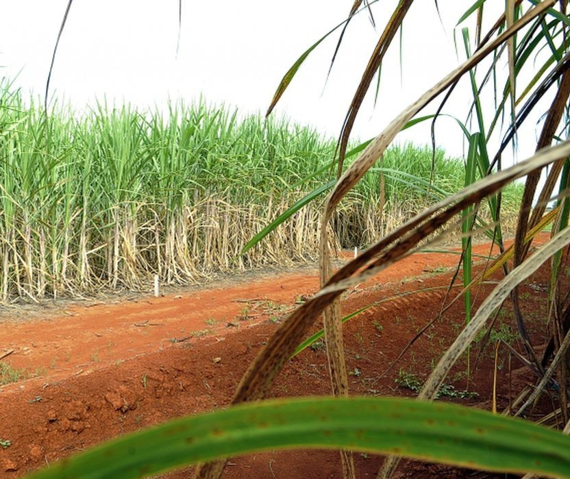 Prioridade do setor de bioenergia é suprir demanda de etanol anidro