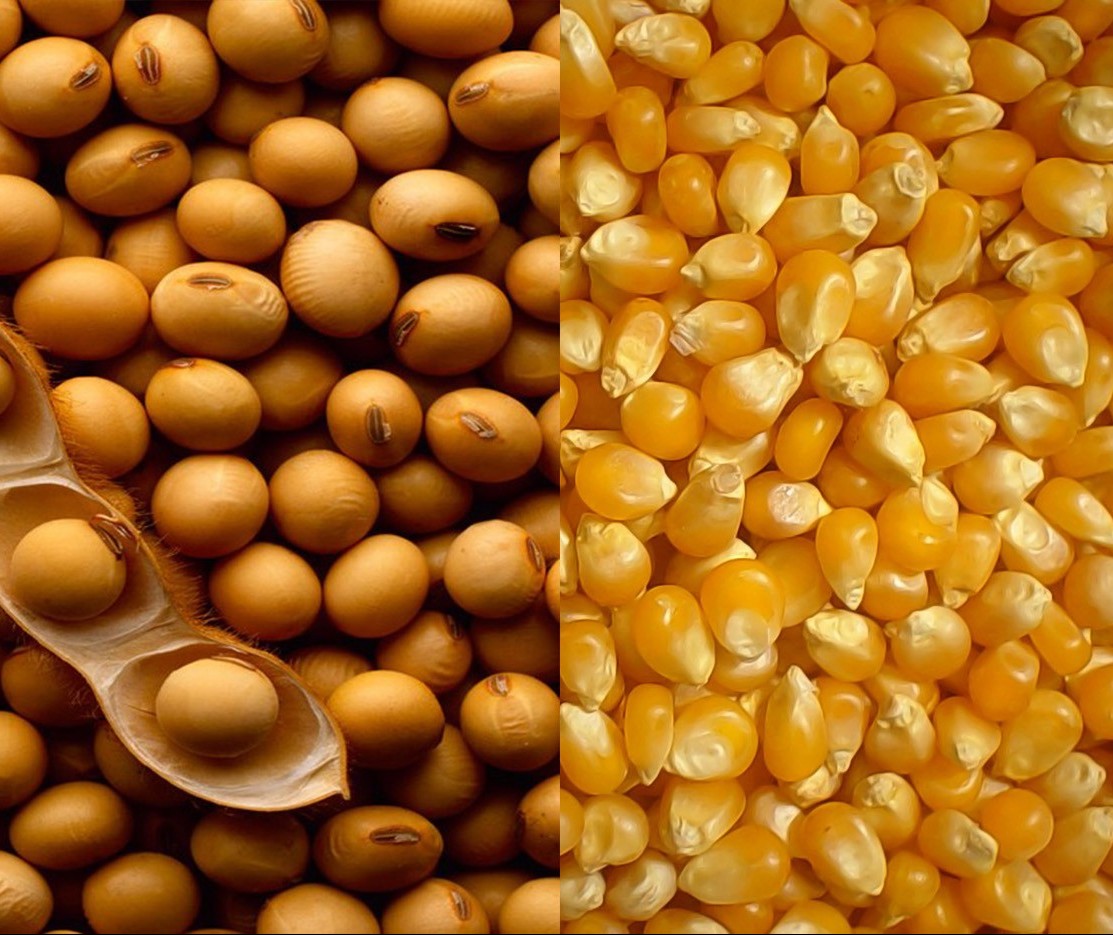 Soja e milho apresentam aumento no preço
