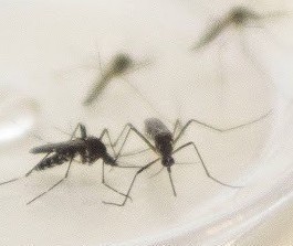 Regional de Maringá é a segunda com mais casos confirmados de dengue