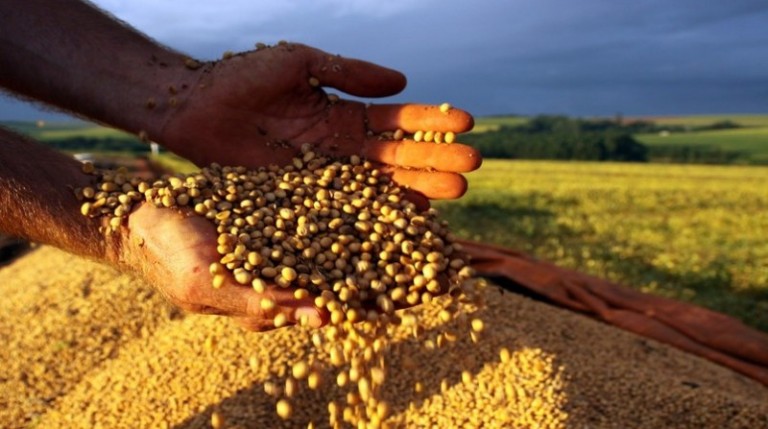 74% da soja produzida no Paraná passa por cooperativas