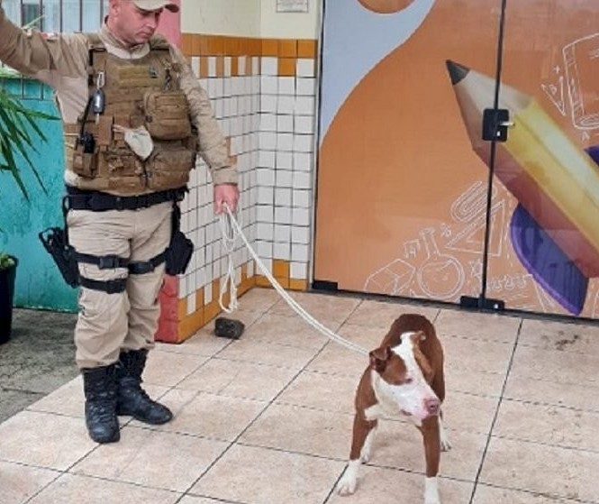 Pitbull invade escola e ataca estudantes