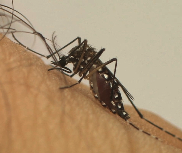 Volume de casos de dengue em Maringá é atípico, alerta Saúde