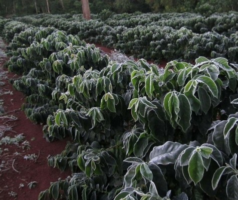 Previsões de geada no inverno preocupa produtores de café