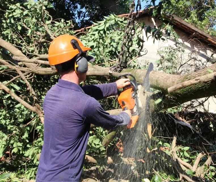 Prefeitura credencia duas empresas para fazer poda, corte, remoção, destoca e substituição de árvores