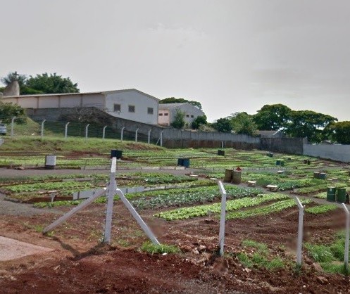 Ladrões invadem horta comunitária três dias seguidos em Maringá
