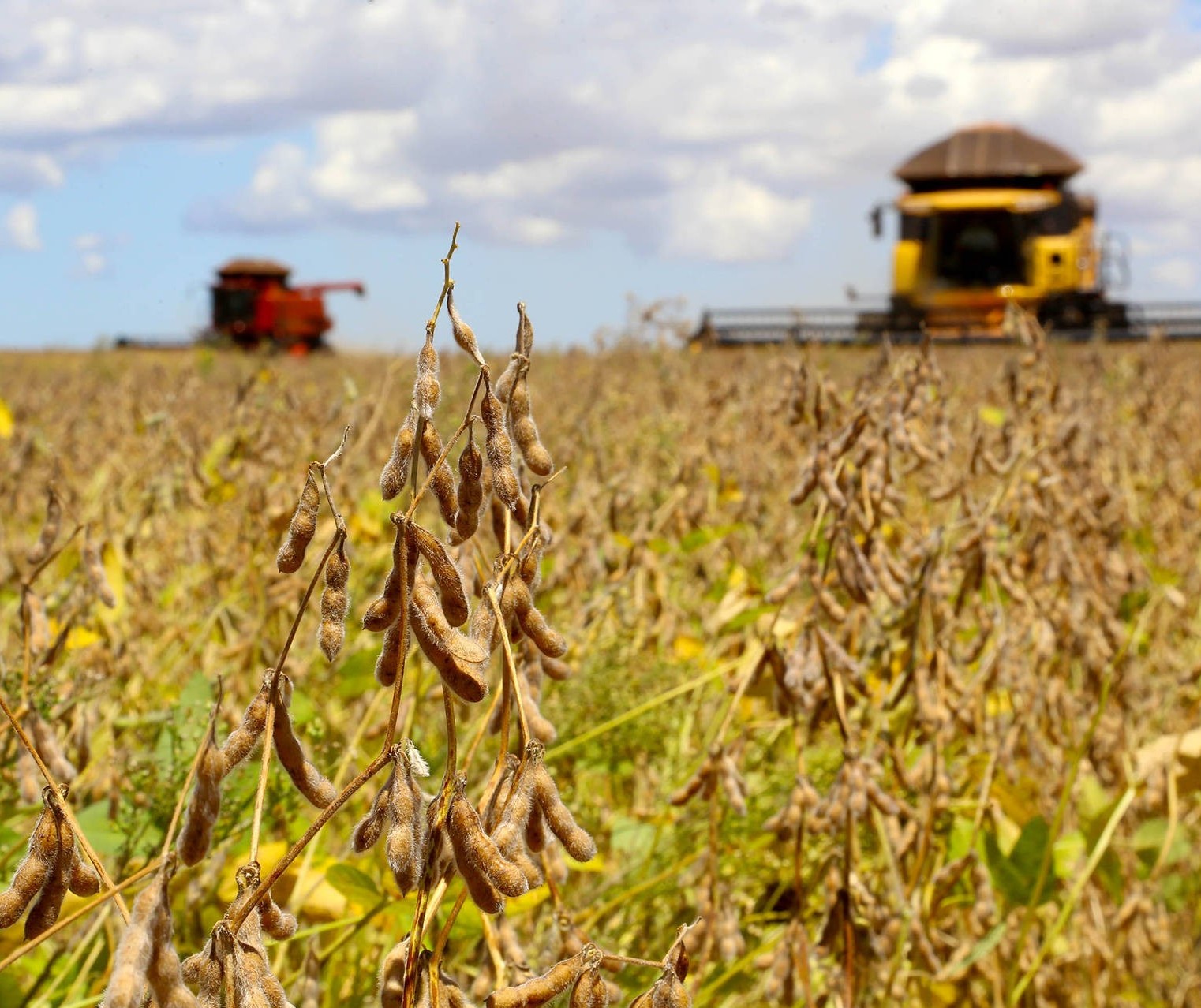 Plantio da soja atinge 60% da área projetada no Paraná