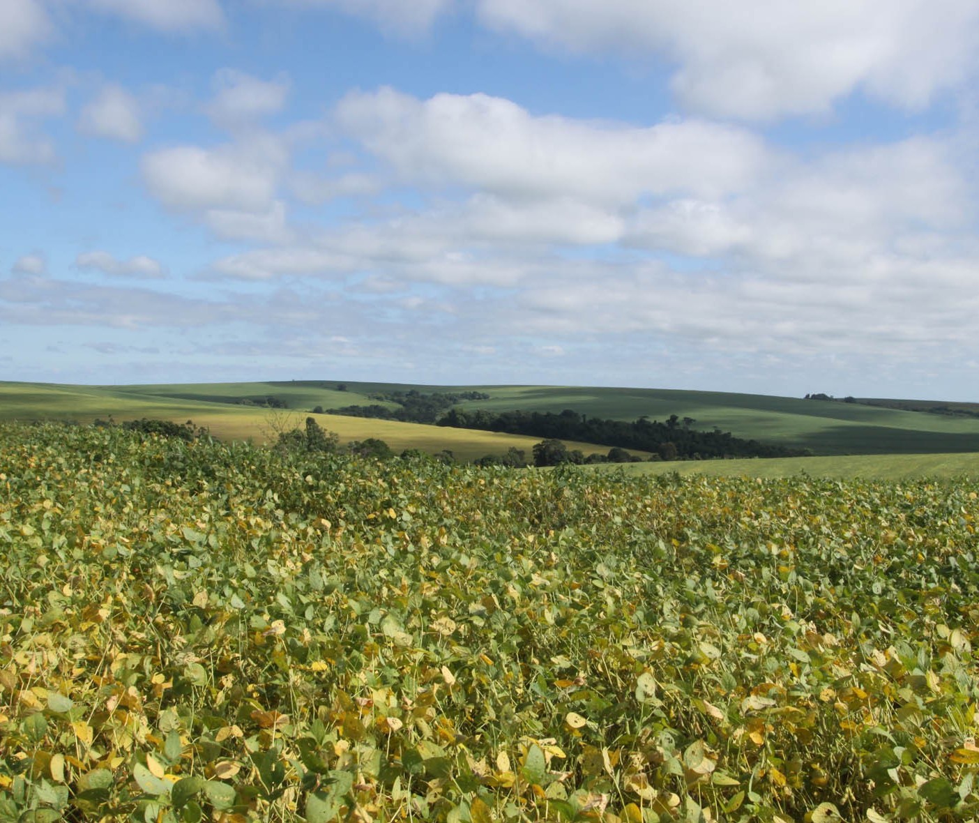 Paraná deve plantar 1% a mais de área com soja na safra de verão