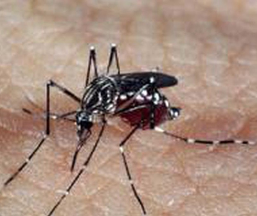 Paciente infectado pela 1ª vez pode ter dengue hemorrágica