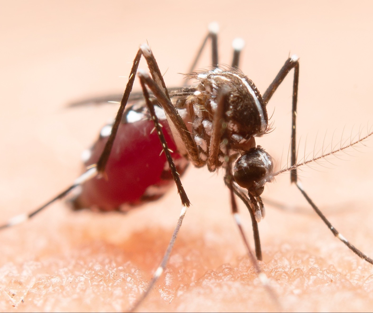 Sesa confirma mais 11 mortes por dengue no Paraná